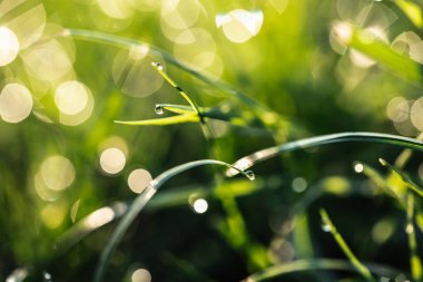 çiy damlaları closeup ile çim