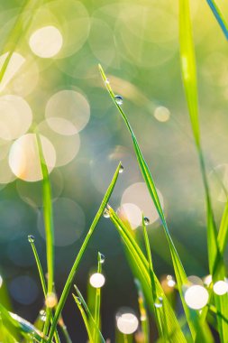 çiy damlaları closeup ile çim