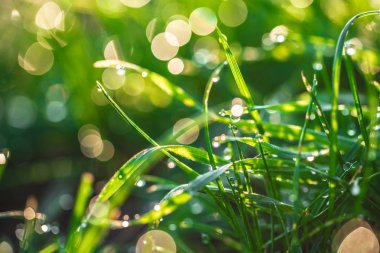 çiy damlaları closeup ile çim