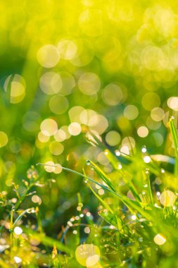 çiy damlaları closeup ile çim