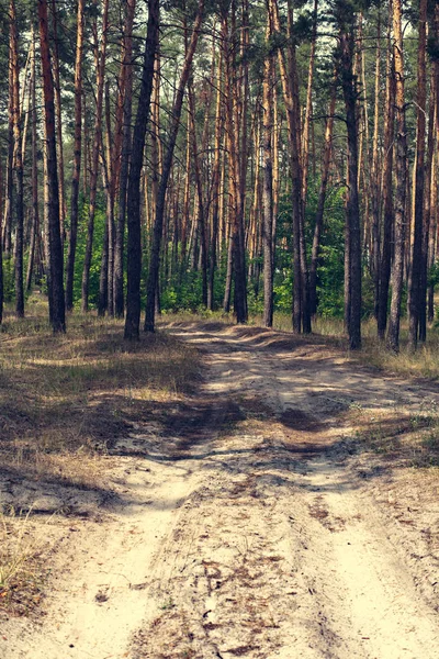 Sandy road σε ένα πευκόφυτο δάσος — Φωτογραφία Αρχείου