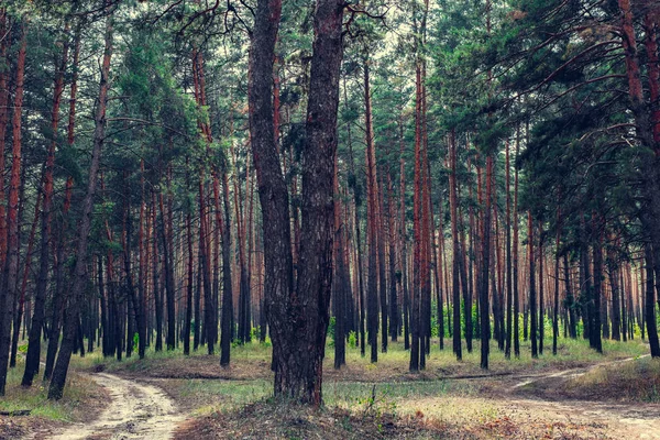 Sandy road in a pine forest — Stock Photo, Image