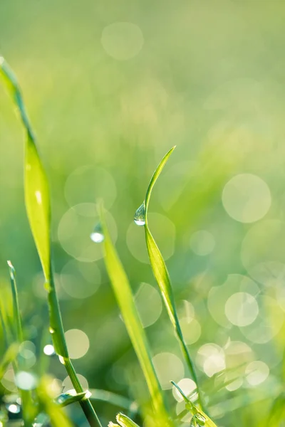Gräs med daggdroppar närbild — Stockfoto