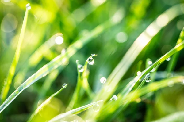 Gras mit Tautropfen Nahaufnahme — Stockfoto