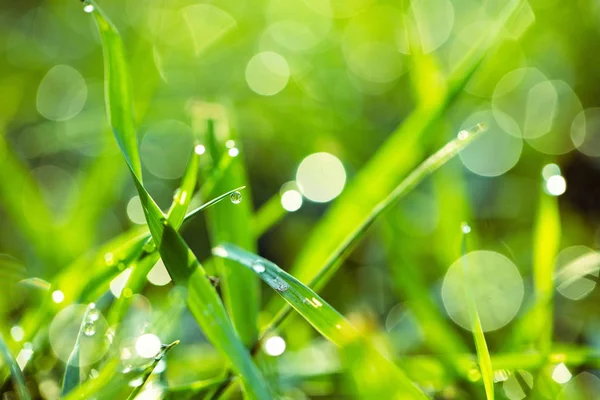 Grass with dew drops closeup — Stock Photo, Image