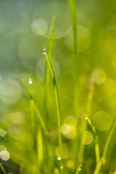 Çiy damlaları closeup ile çim — Stok fotoğraf