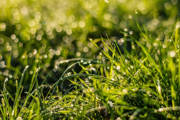 Grass with dew drops closeup — Stock Photo, Image