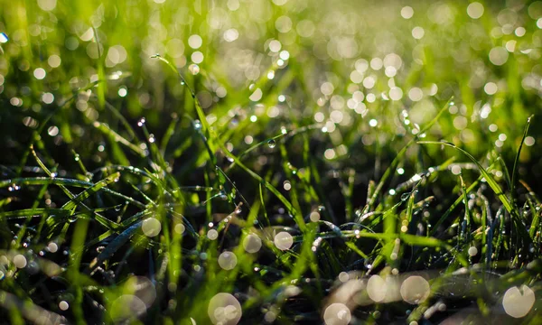 Grass with dew drops closeup — Stock Photo, Image