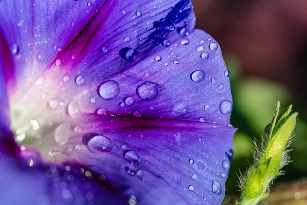 Garden bindweed flower closeup — Stock Photo, Image