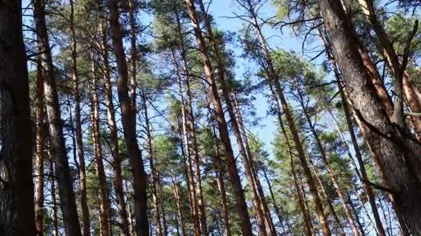 Paisaje Del Bosque Pinos Árboles Balanceándose Viento — Vídeo de stock