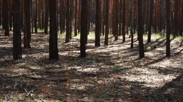 Pine Forest Landschap Bomen Slingeren Wind — Stockvideo