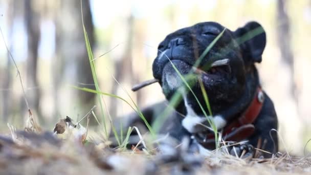 Hond Franse Bulldog Het Bos — Stockvideo