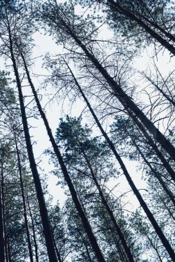 Bir yaz gününde çam ormanı