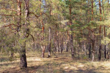 Bir yaz gününde çam ormanı