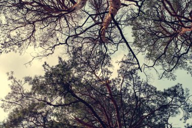 Mavi gökyüzüne karşı çam ağaçları