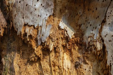 Eski ahşap doku yakın çekim