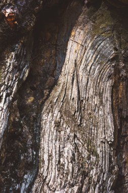 çam kabuğu doku closeup