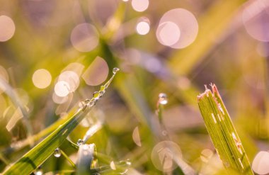 çiy damlaları closeup ile çim