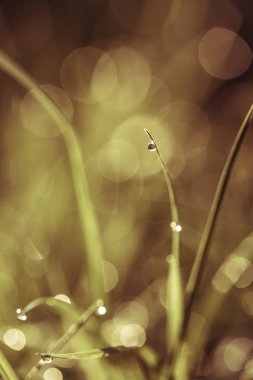 çiy damlaları closeup ile çim