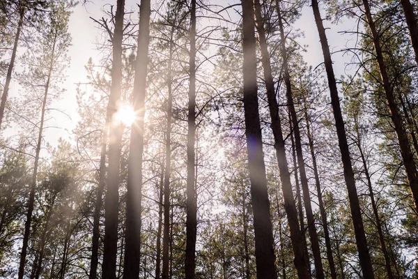 夏日的松树林 — 图库照片