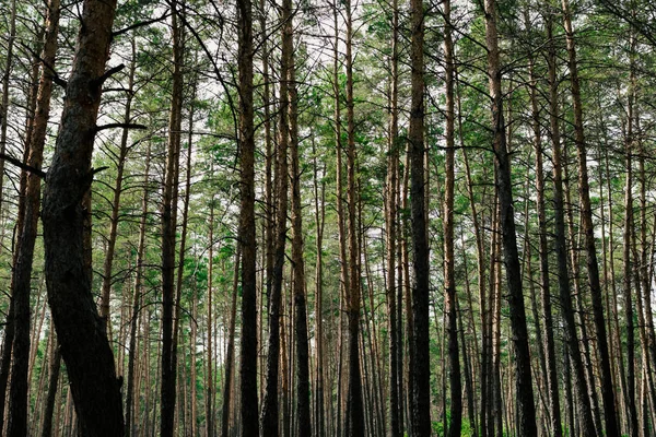 Paisaje rural, bosque de pinos —  Fotos de Stock