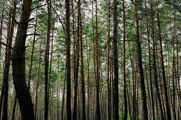 Paisagem rural, pinhal — Fotografia de Stock