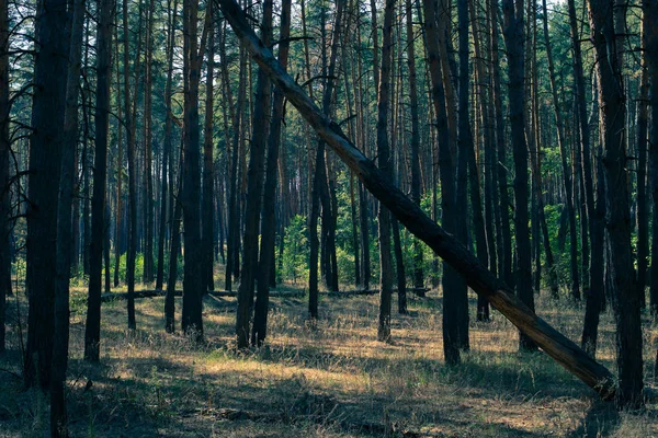 Сосновый лес в летний день — стоковое фото