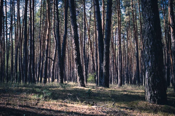 Borový les v letní den — Stock fotografie