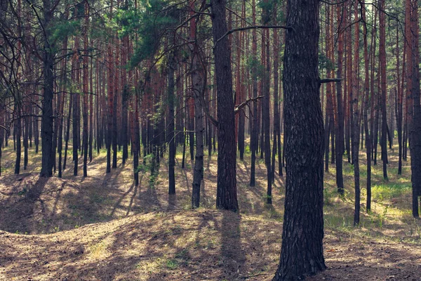 Сосновый лес в летний день — стоковое фото