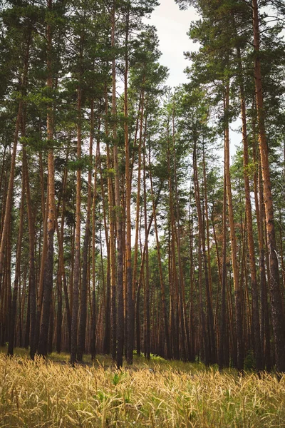 Countryside landscape, pine forest — Stock Photo, Image