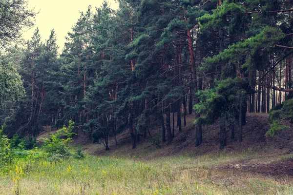 Сельский пейзаж, сосновый лес — стоковое фото