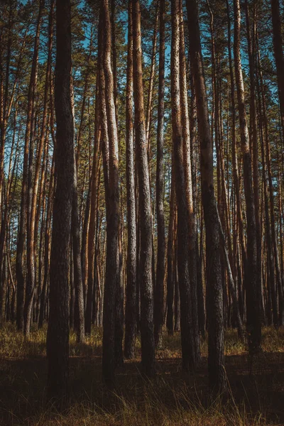 Forêt de pins un jour d'été — Photo