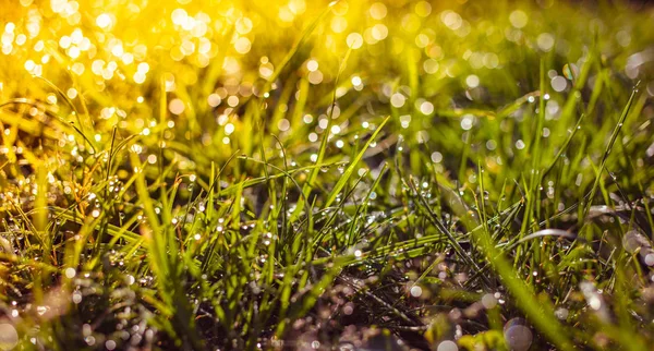 Grass with dew drops closeup — Stock Photo, Image