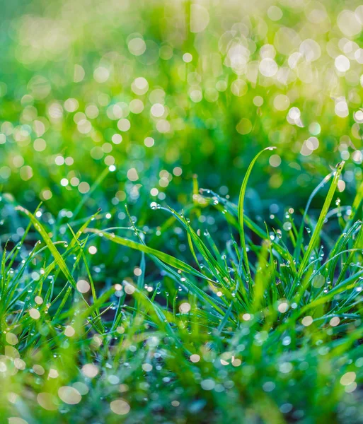 Çiy damlaları closeup ile çim — Stok fotoğraf