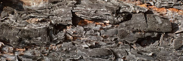 Pine bark texture closeup — Stock Photo, Image