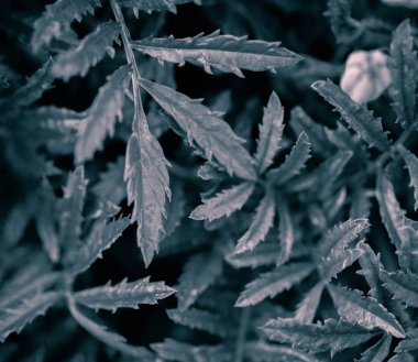 büyüyen kadife çiçeği yakın çekim