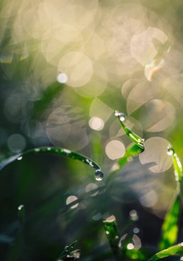 çiy damlaları closeup ile çim
