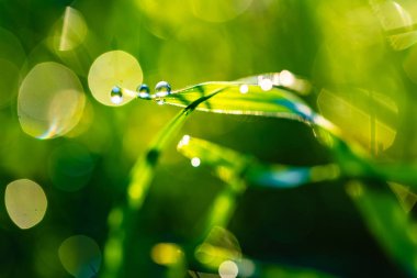 çiy damlaları closeup ile çim