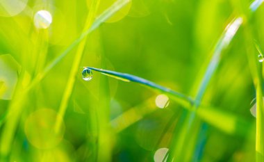 çiy damlaları closeup ile çim