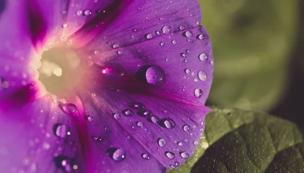 Garden bindweed flower with dew drops — Stock Photo, Image