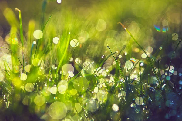 Herbe avec gouttes de rosée gros plan — Photo