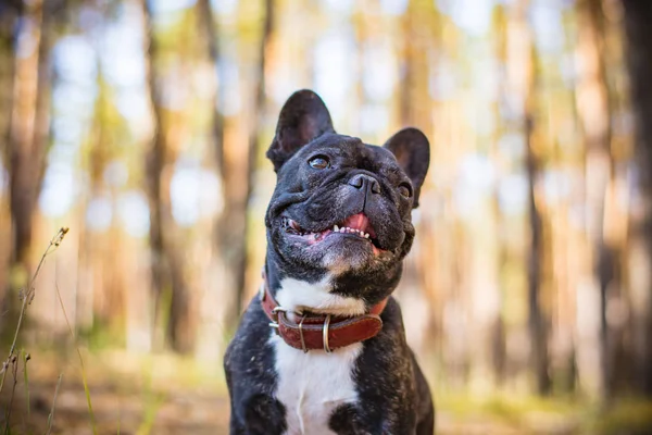 Bulldogge im Wald — Stockfoto