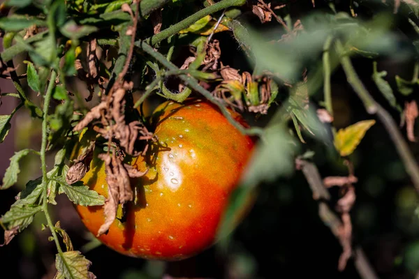 Culture de légumes tomates rouges close-up — Photo