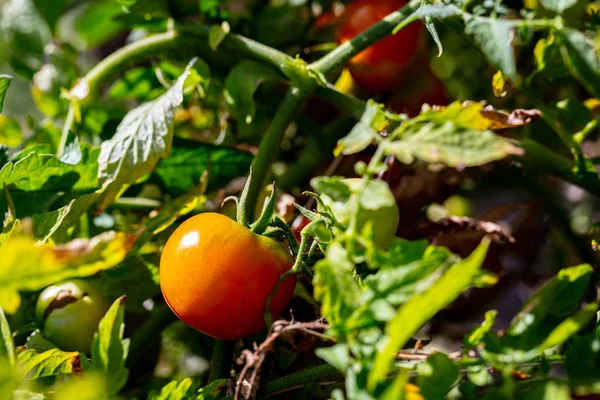 Zöldségtermesztés piros paradicsom közeli — Stock Fotó