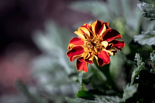 成長マリーゴールドの花クローズアップ — ストック写真