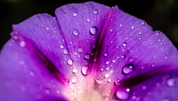 Garden bindweed flower dew drops — Stock Photo, Image