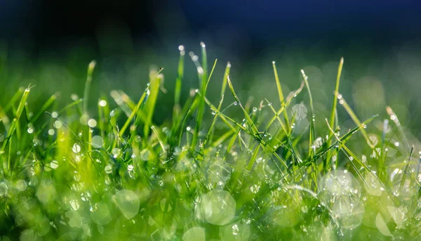 Herbe avec gouttes de rosée gros plan — Photo