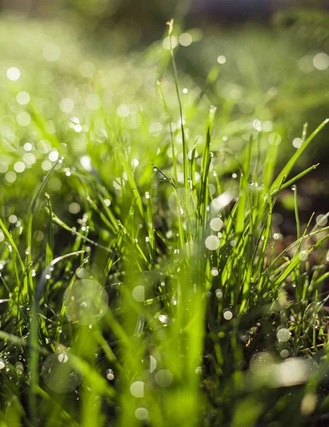 Grass with dew drops closeup — Stock Photo, Image