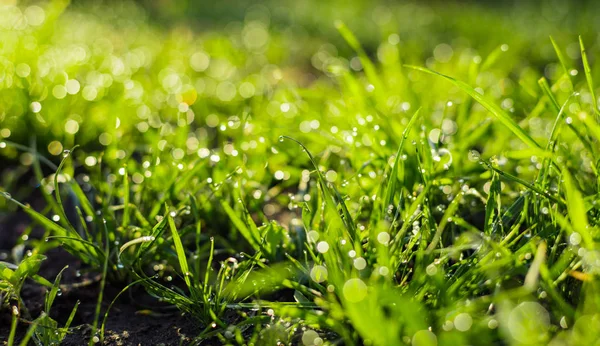 Grass with dew drops closeup — Stock Photo, Image