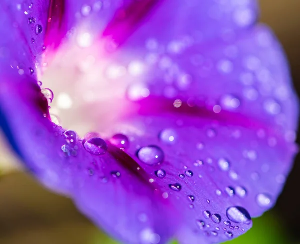 Garden bindweed flower with dew drops — Stock Photo, Image